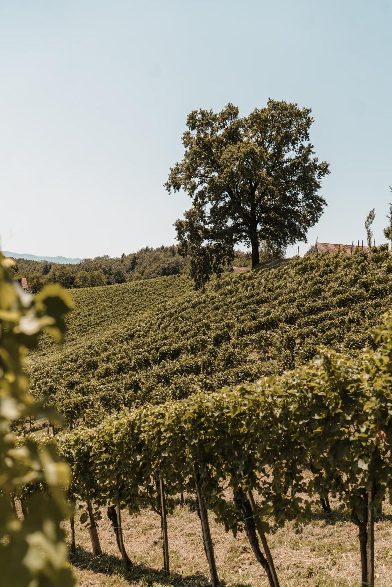 فيلا Weingut Assigal ليبنيتز المظهر الخارجي الصورة